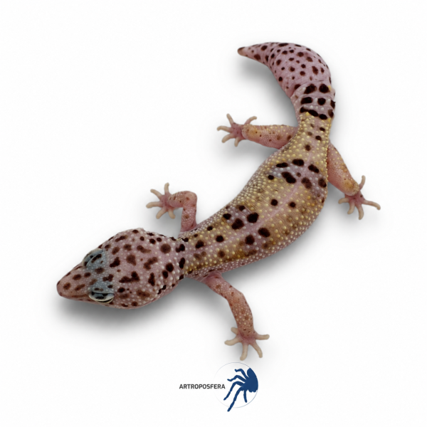 Eublepharis macularius