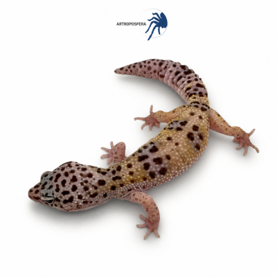 Eublepharis macularius