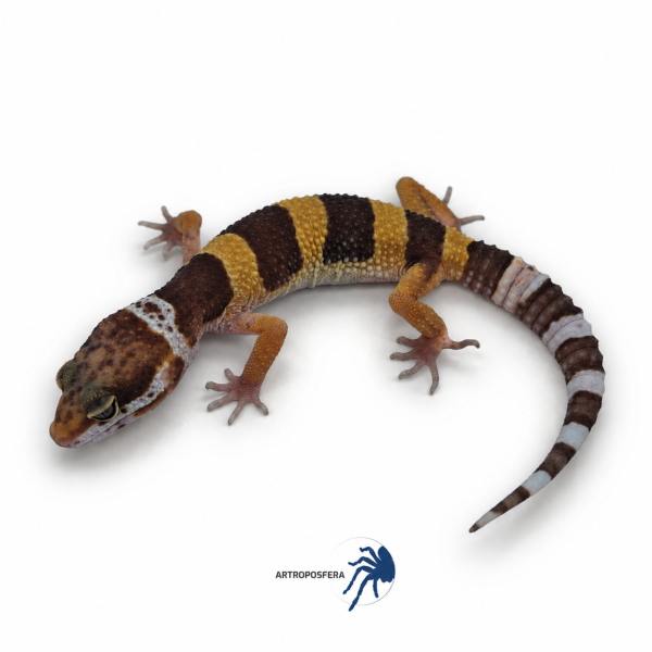 Eublepharis macularius