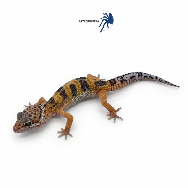 Eublepharis macularius