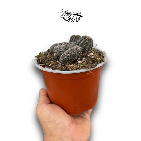 Kalanchoe tomentosa
