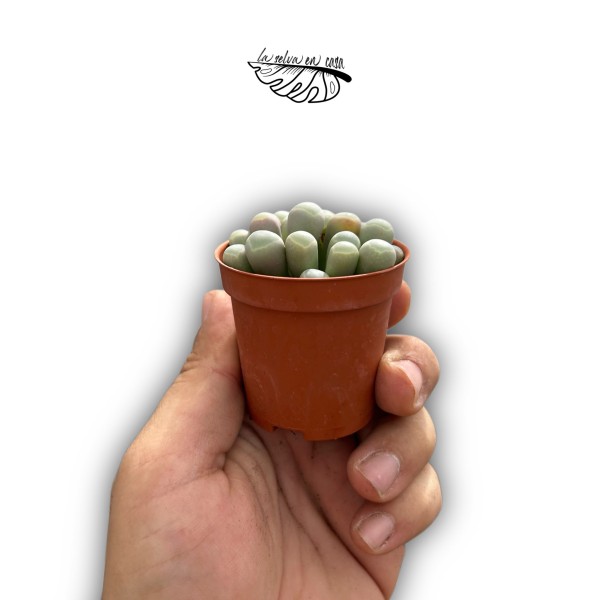 Glottiphyllum peersii MINI