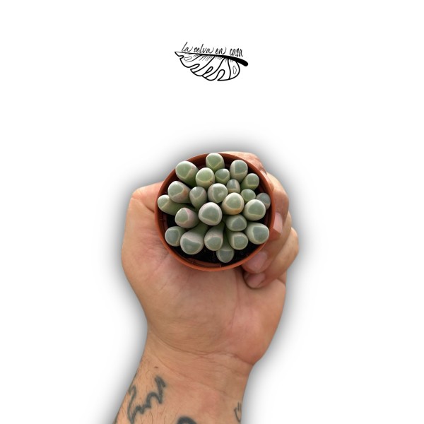 Glottiphyllum peersii MINI
