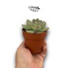 Echeveria lutea