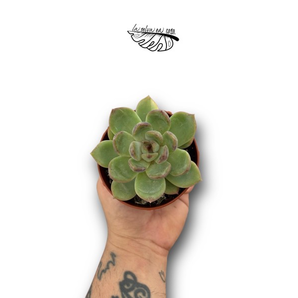 Echeveria lutea