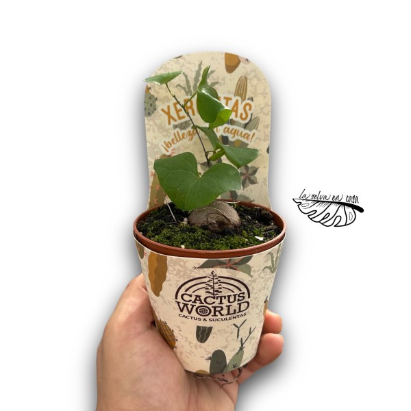 Fockea edulis MEDIUM
