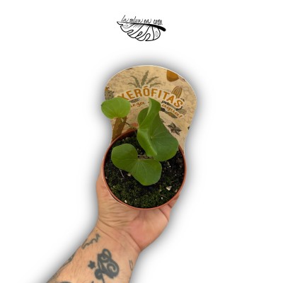 Fockea edulis MEDIUM
