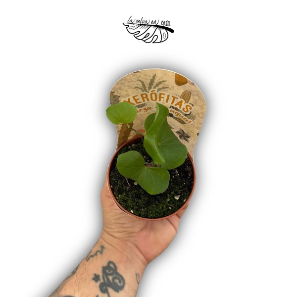 Fockea edulis MEDIUM