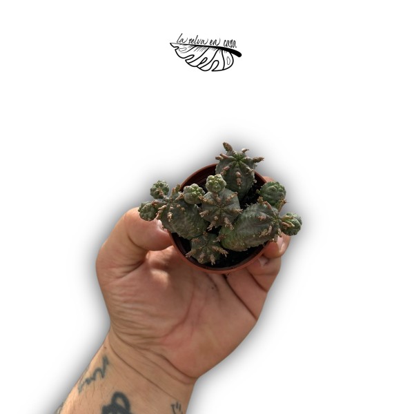 Euphorbia pseudoglobosa MINI