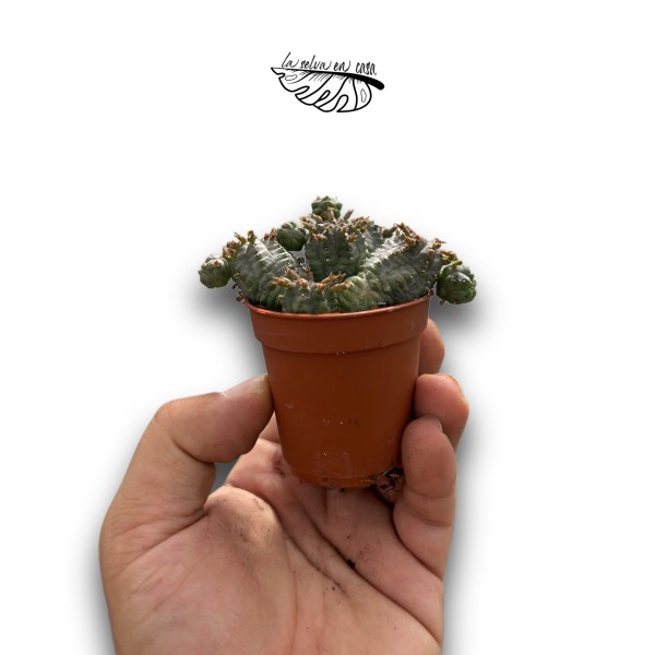 Euphorbia pseudoglobosa MINI