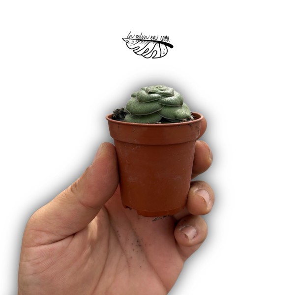 Crassula hemisphaerica MINI