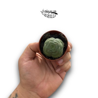 Crassula hemisphaerica MINI