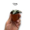 Aloinopsis malherbei MINI | Suculenta de Colección