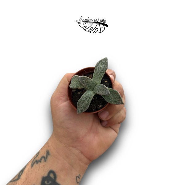 Aloinopsis malherbei MINI | Suculenta de Colección