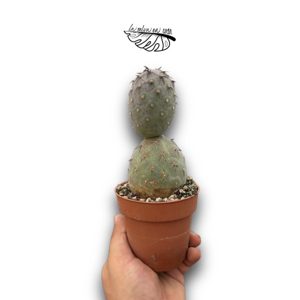 Tephrocactus geometricus