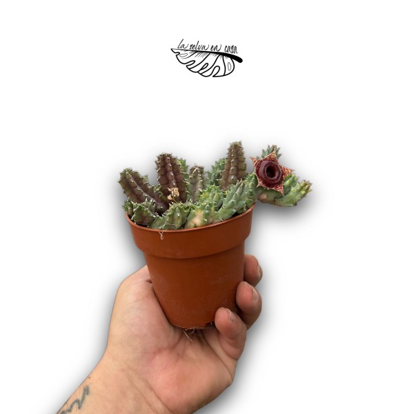 Huernia zebrina variegata MEDIUM
