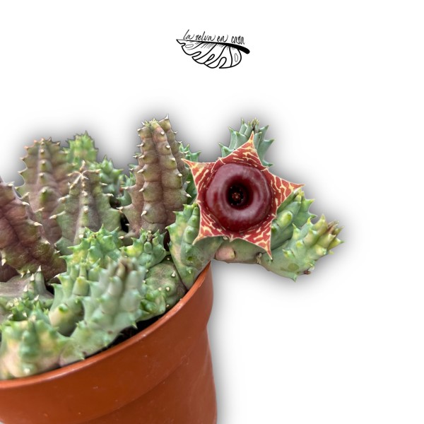 Huernia zebrina variegata MEDIUM
