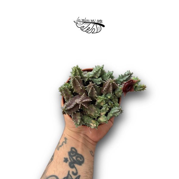 Huernia zebrina variegata MEDIUM