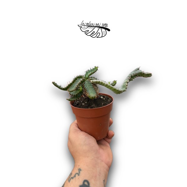 Euphorbia stellata