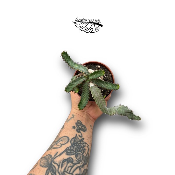 Euphorbia stellata
