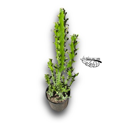 Trichocereus macrogonus  San Pedro XXLARGE