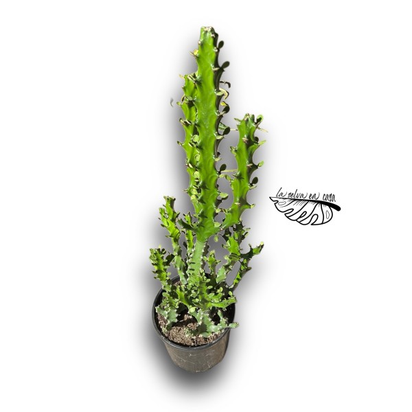 Trichocereus macrogonus  San Pedro XXLARGE