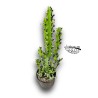 Trichocereus macrogonus  San Pedro XXLARGE