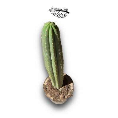 Trichocereus macrogonus  San Pedro XXLARGE 2