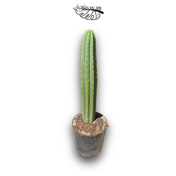 Trichocereus macrogonus  San Pedro XXLARGE