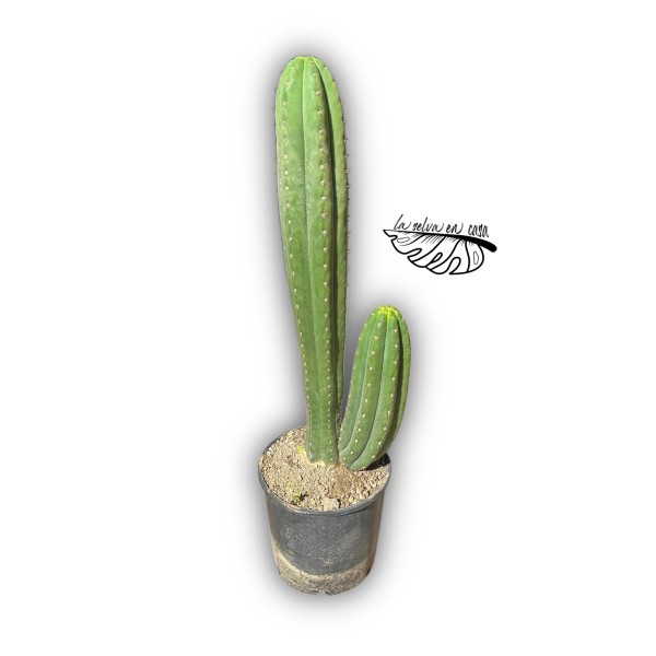 Trichocereus macrogonus  San Pedro XXLARGE