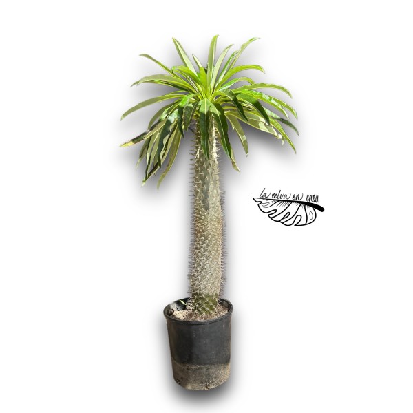 Pachypodium lamerei