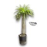 Pachypodium lamerei
