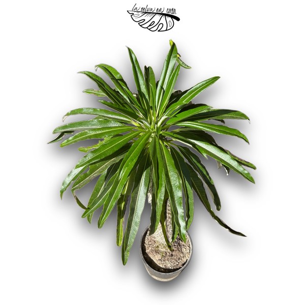 Pachypodium lamerei