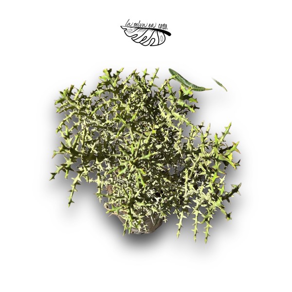 Euphorbia stenoclada