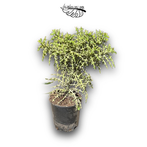 Euphorbia stenoclada