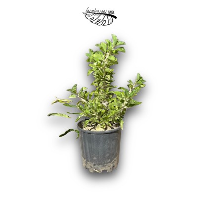 Pachypodium saundersii