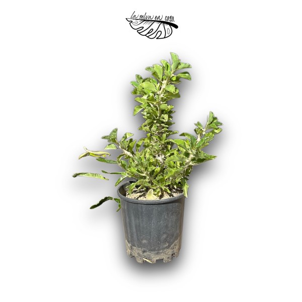Pachypodium saundersii