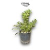 Pachypodium saundersii