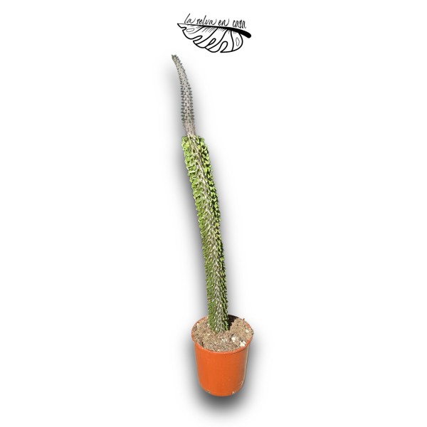 Alluaudia procera