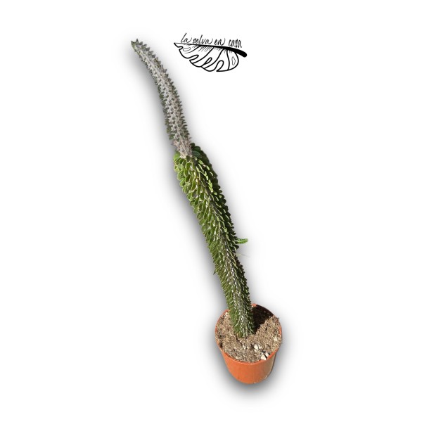Alluaudia procera