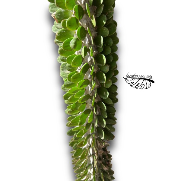 Alluaudia procera
