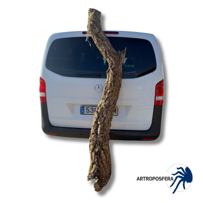 Corcho Hueco Natural XXXL Pieza Única | Bornizo 120 cm | Artroposfera