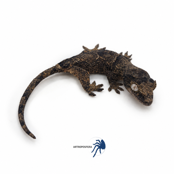 Mniarogekko chahoua