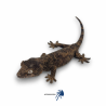 Mniarogekko chahoua