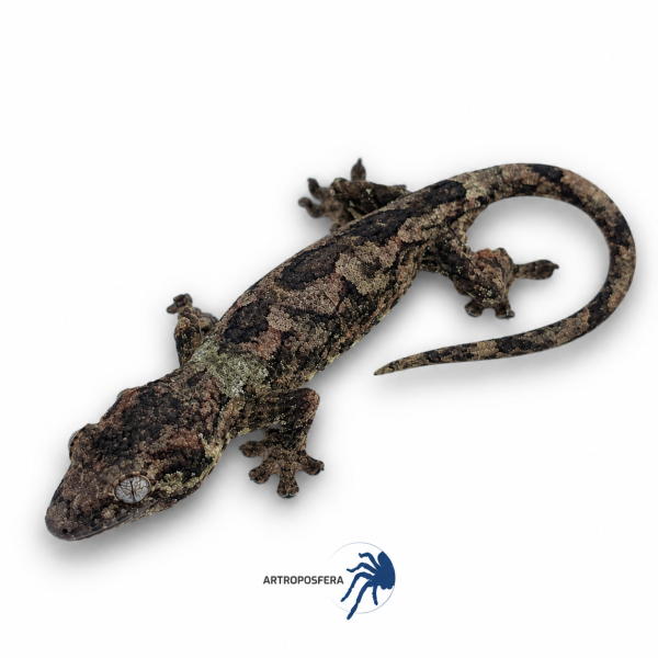 Mniarogekko chahoua