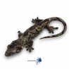 Mniarogekko chahoua