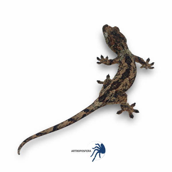 Mniarogekko chahoua