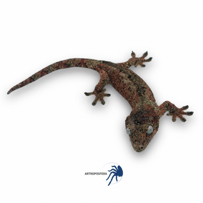 Mniarogekko chahoua 2