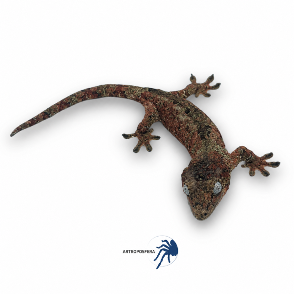 Mniarogekko chahoua