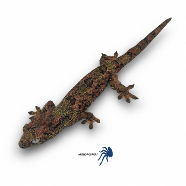 Mniarogekko chahoua